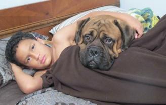 bullmastiff puppies for sale in michigan peerless bullmastiffs bullmastiff bulldog puppies for sale ohio michigan bullmastiff puppies for sale in michigan peerless bullmastiffs bullmastiff bulldog puppies for sale ohio michigan